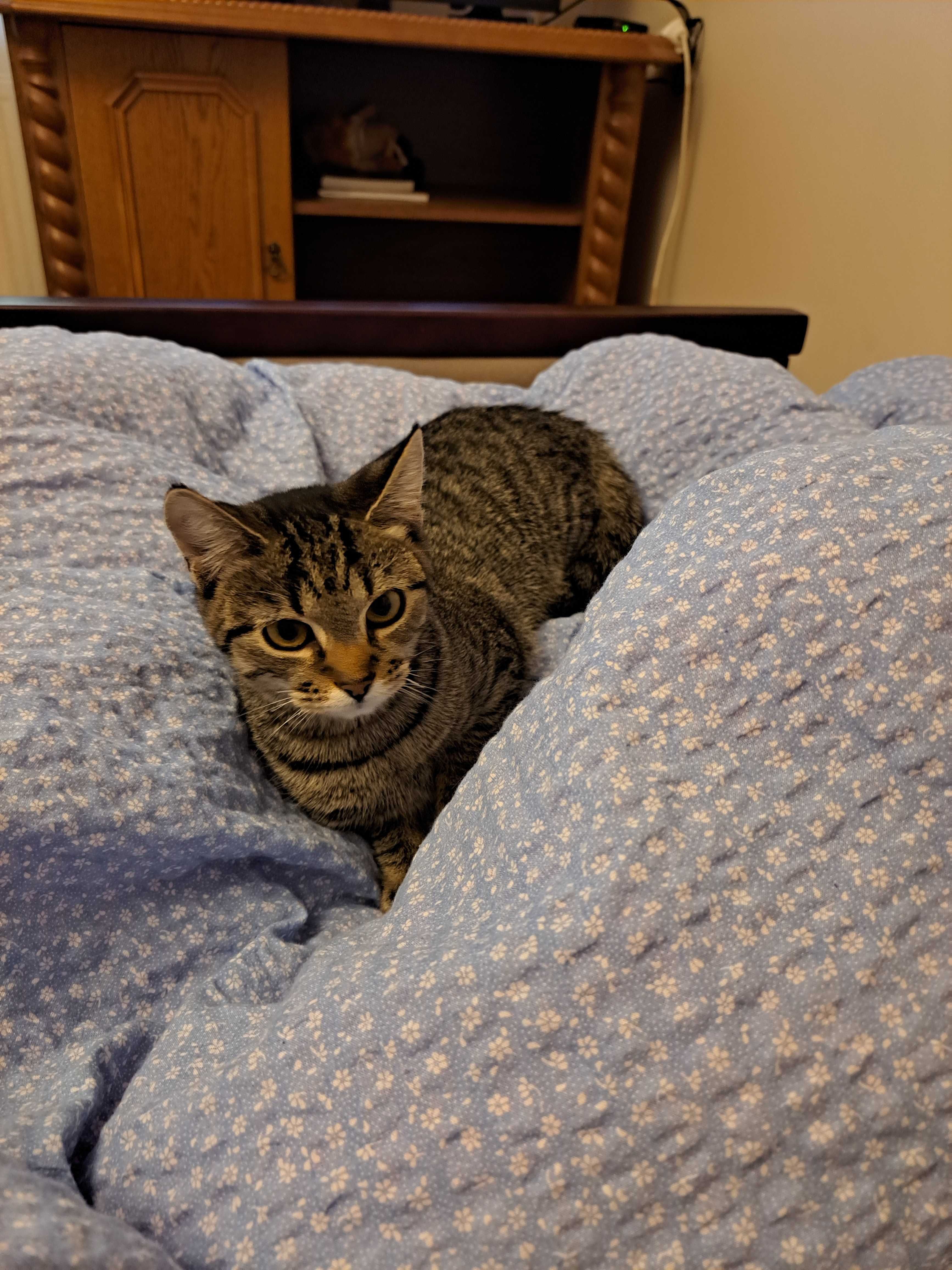 Kotka poleca sie do adopcji