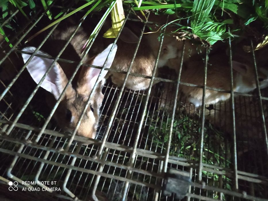 Coelhos para venda