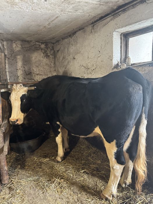 Продам корову