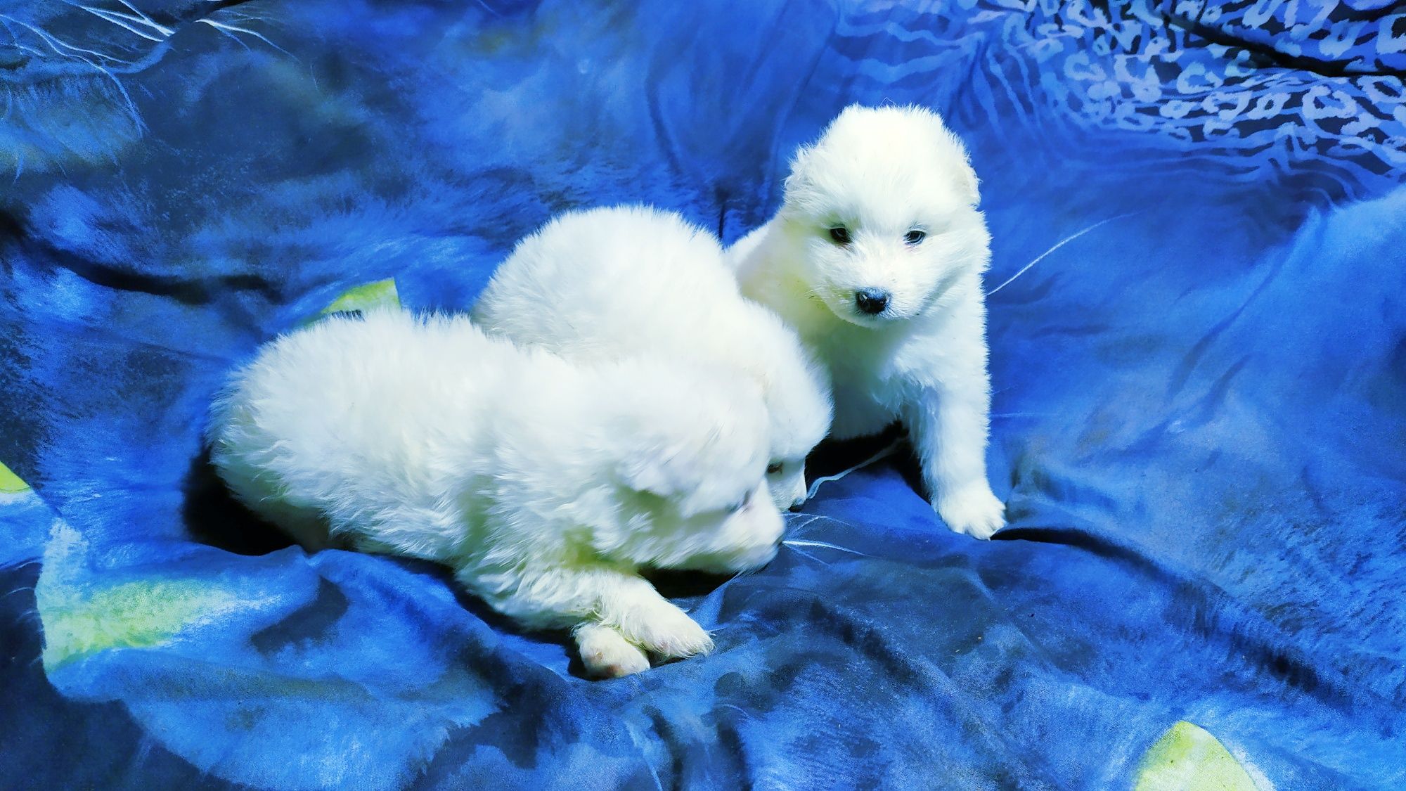 Samoyed samojed Rodowód pokolenie FCI