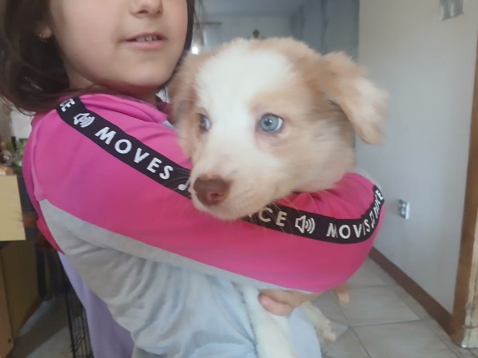 Suczka border collie