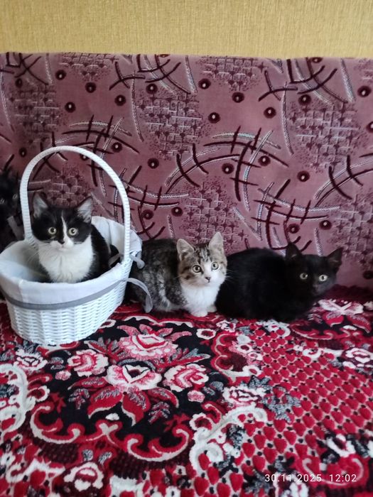 Віддам кошенят, котят