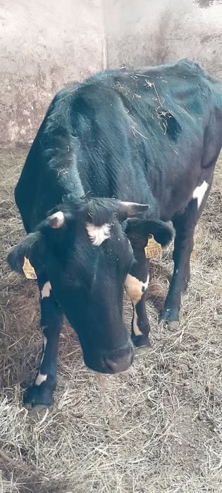 2 jałówki mleczne do zacielenia