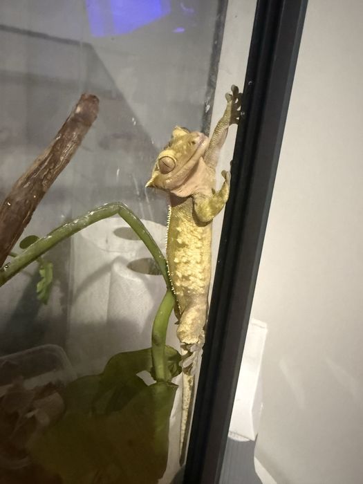 Gekon orzesiony z terrarium
