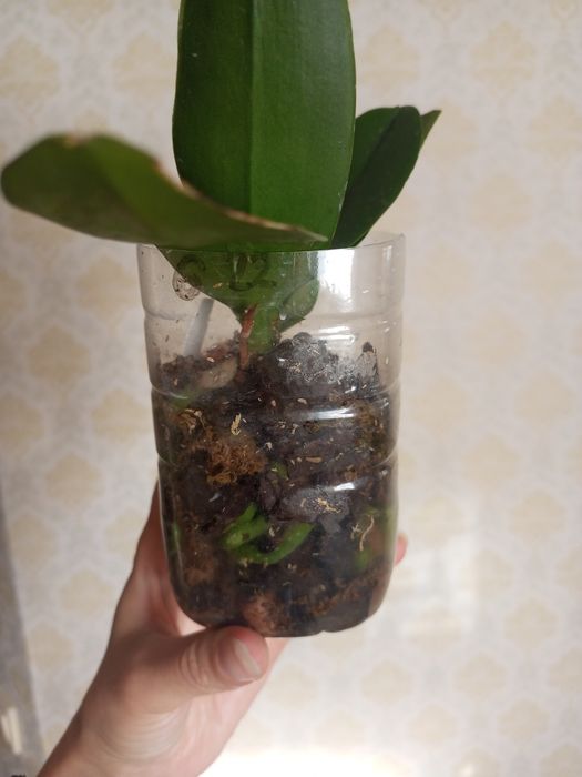 Продам дорослу рослину Лакі Кет