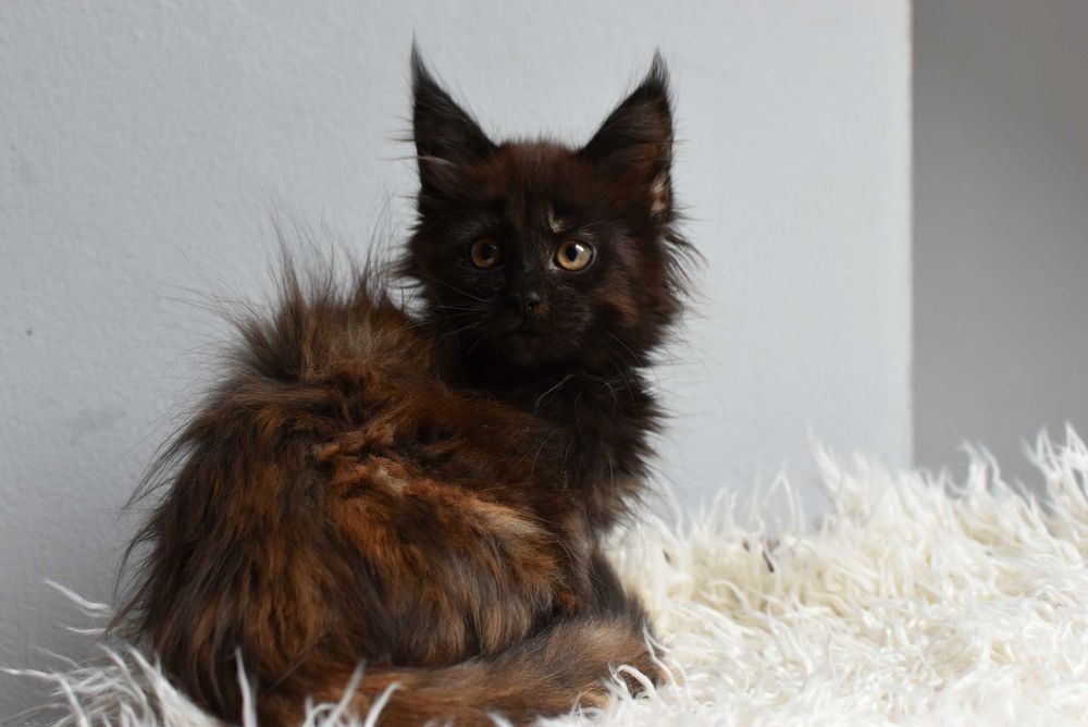 Gotowa Do Odbioru/Kotka Maine Coon / Rodowód FPL