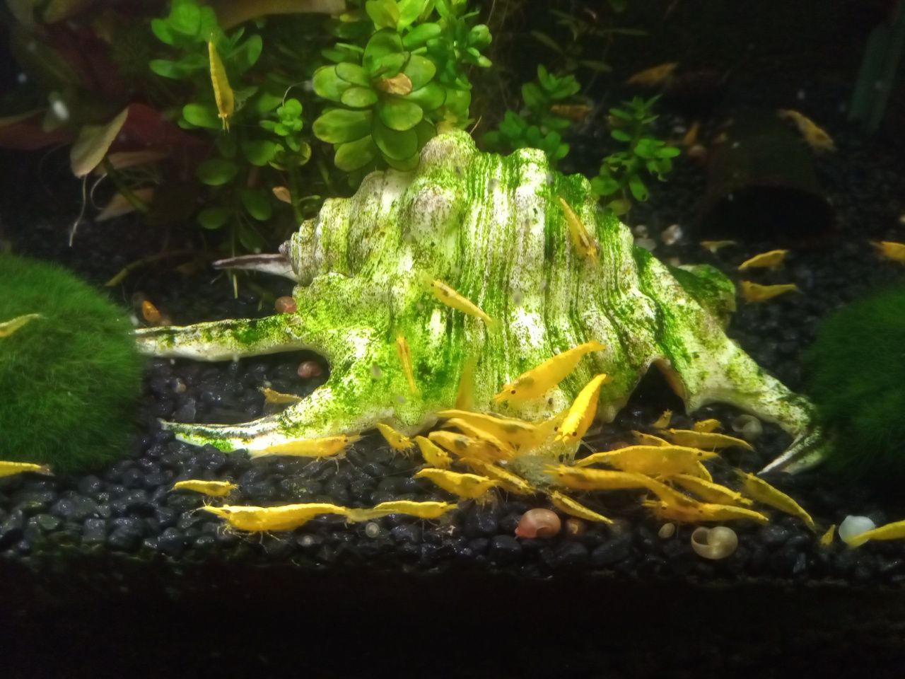 Krewetki Yellow Neon Neocaridina selekcjonowane jakość