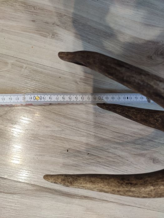 Poróże,rogi Jelenia.