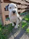 Piękny szczeniak American Staffordshire Terier.
