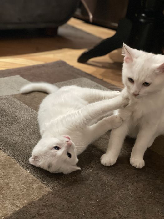 Отдам двух котят в хорошие руки