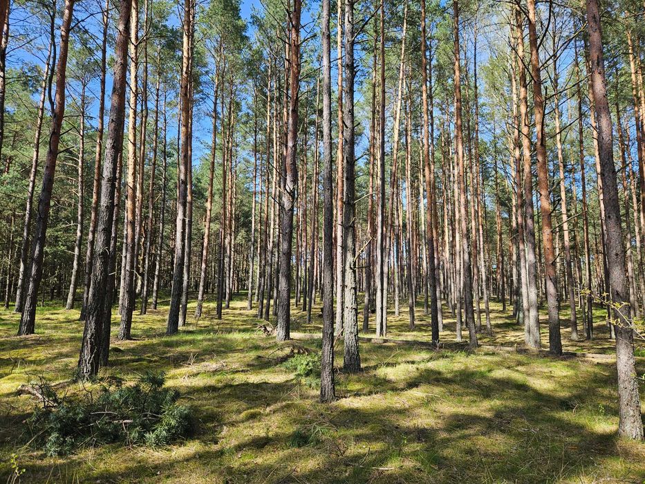 Przepiękne miejsce nad Jeziorem Karsińskim, Swornegacie