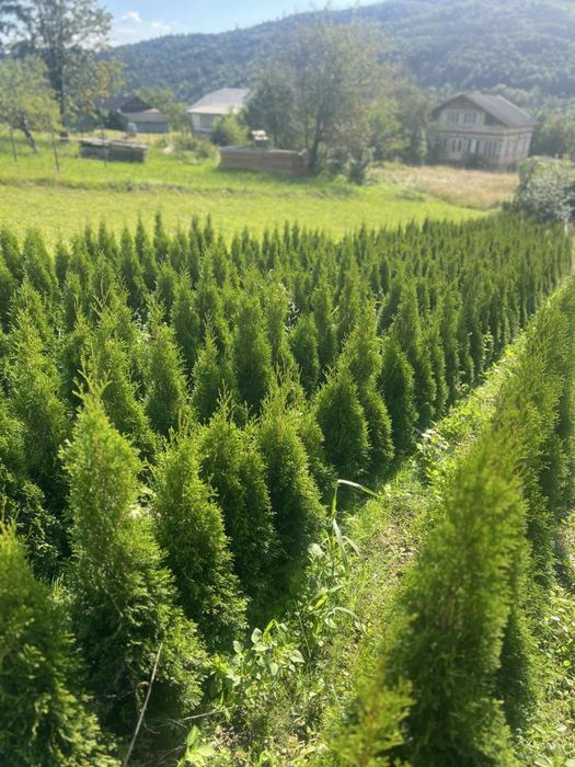 Туя смарагд даніка-є опт