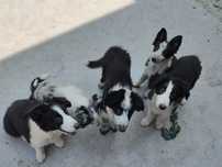 Border collie piesek czarno-biały