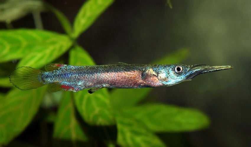 GB Półdziobek karłowaty - dowóz ryb!