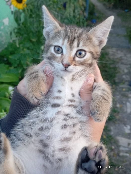 Кошенята безкоштовно