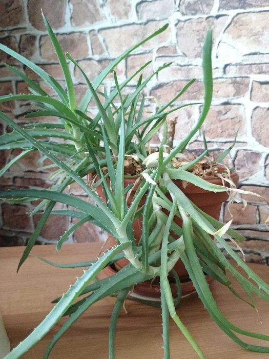 Алое деревовидне