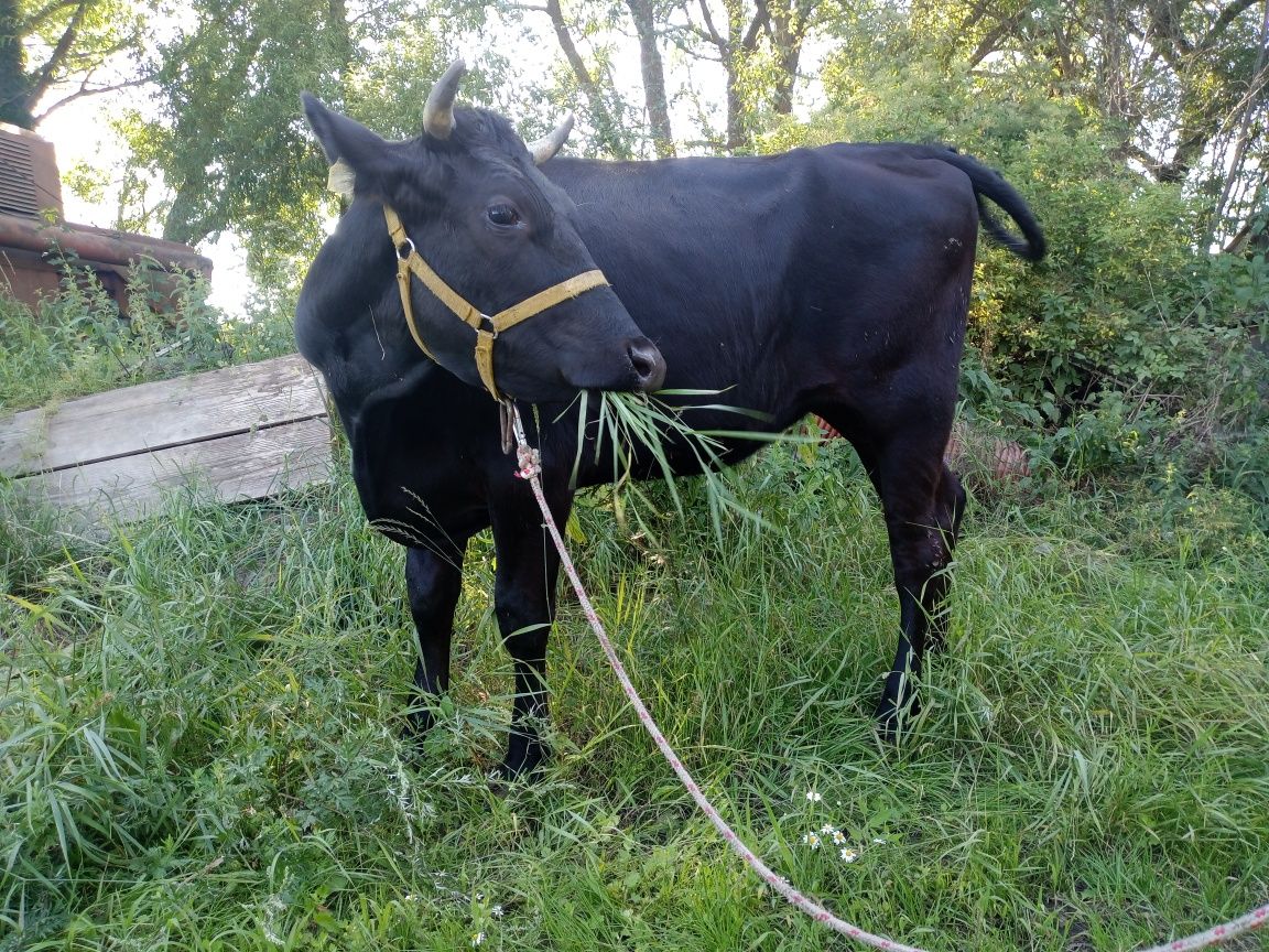 Jałówka angus x hf 2024