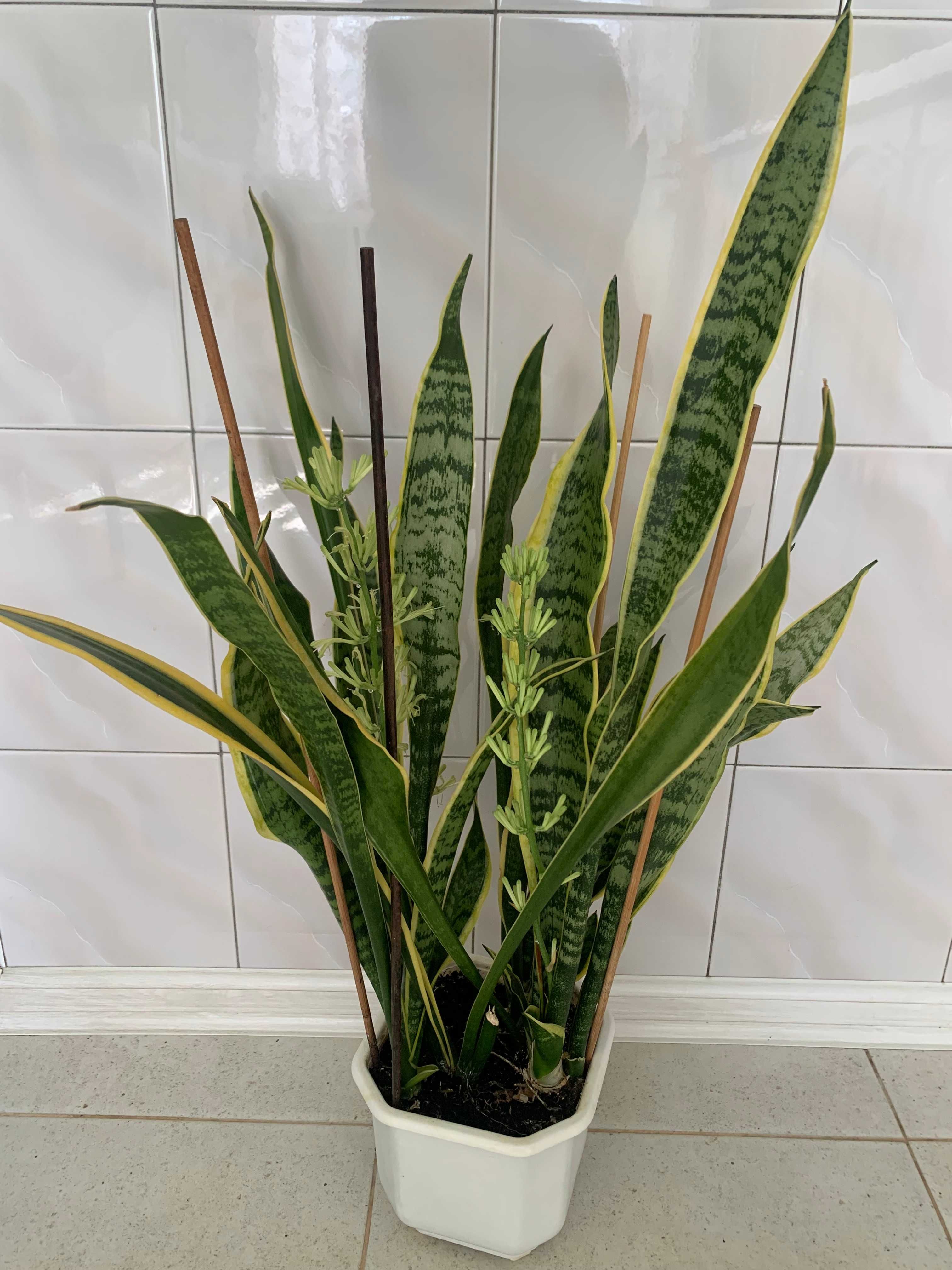 Сансивиерия /Sansivieria trifasci/ трехцветная