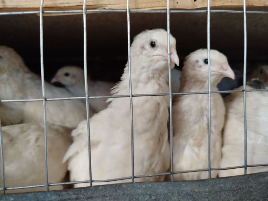 Распродажа перепела живым весом на мясо Техасец, фараон,феникс,смокинг