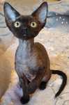 Kotka Devon rex, czekoladowa, rodowód FPL . Pełne prawa hodowlane