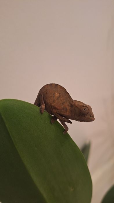 Kamelon lamparci
