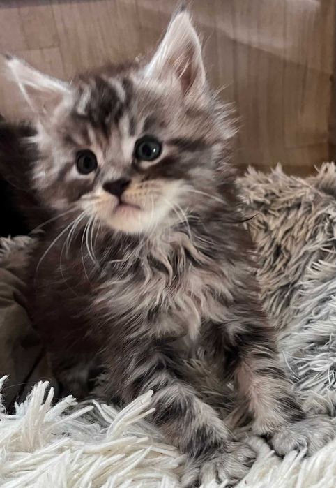 Kotka Maine Coon ns shaded