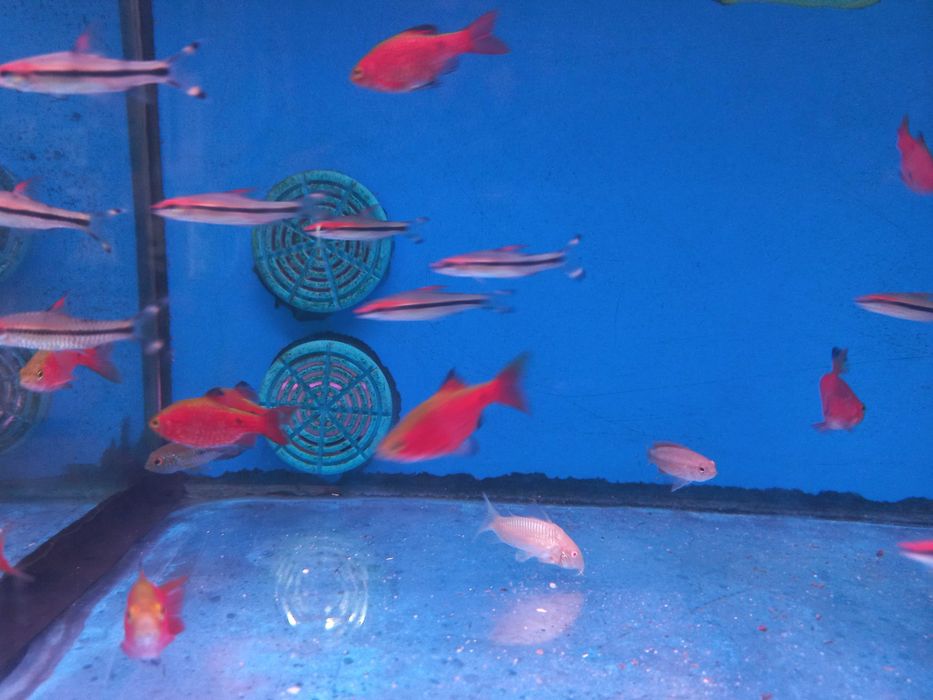 Barbo Rosy \ pethia conchonius 4-5cm