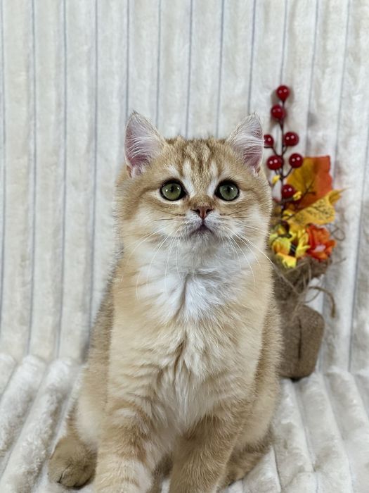 Чудове клубне кошеня золота шиншила