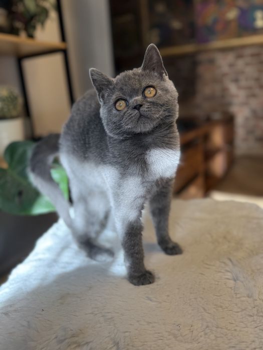 Niebieski szkocki prostouchy kocurek