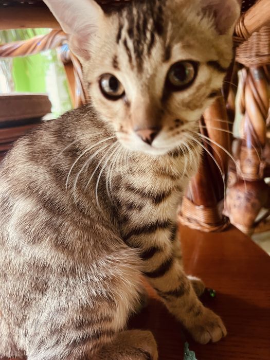 Бенгал Ben n 24 tabby 3 месяца