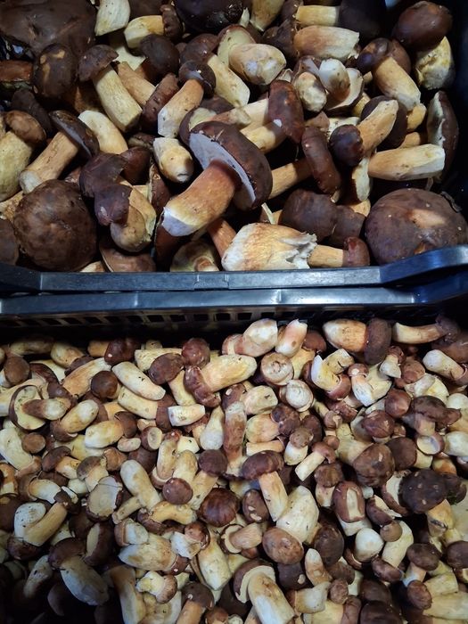 Podgrzybki świeże 14kg