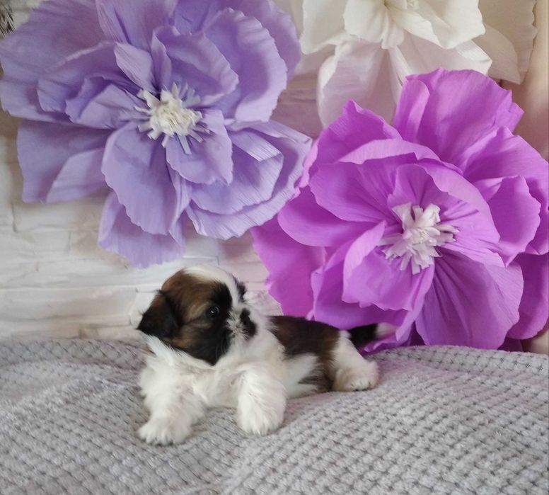 Shih Tzu Lambo pies piękny kolor rodowód