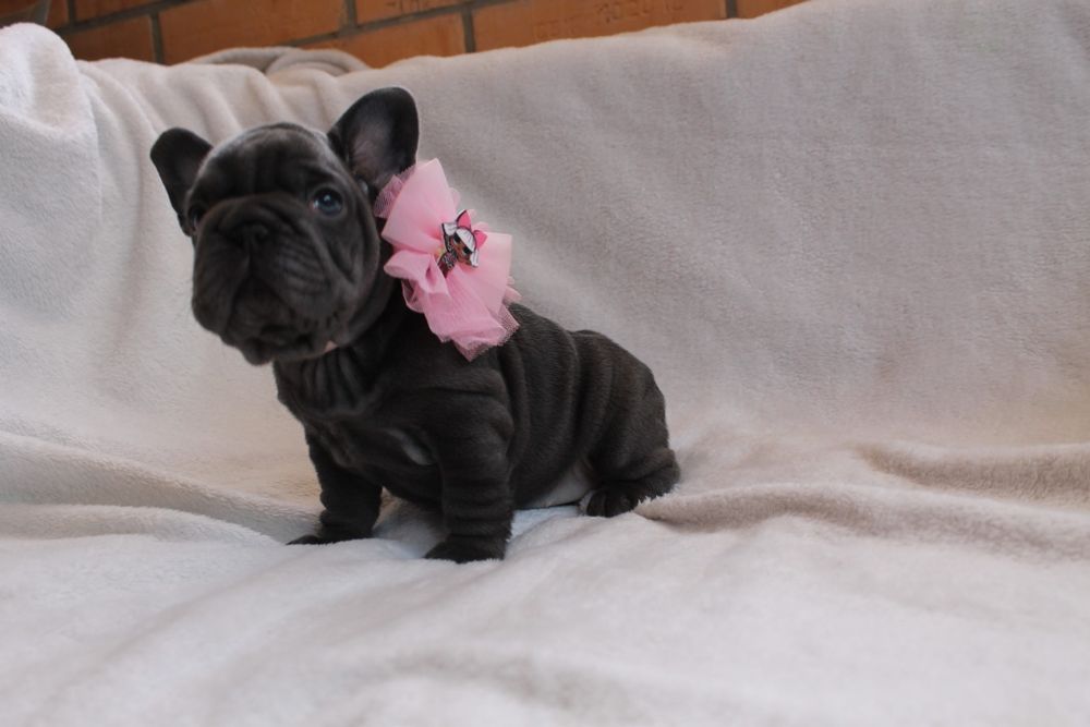 Красуня голуба Біг роп