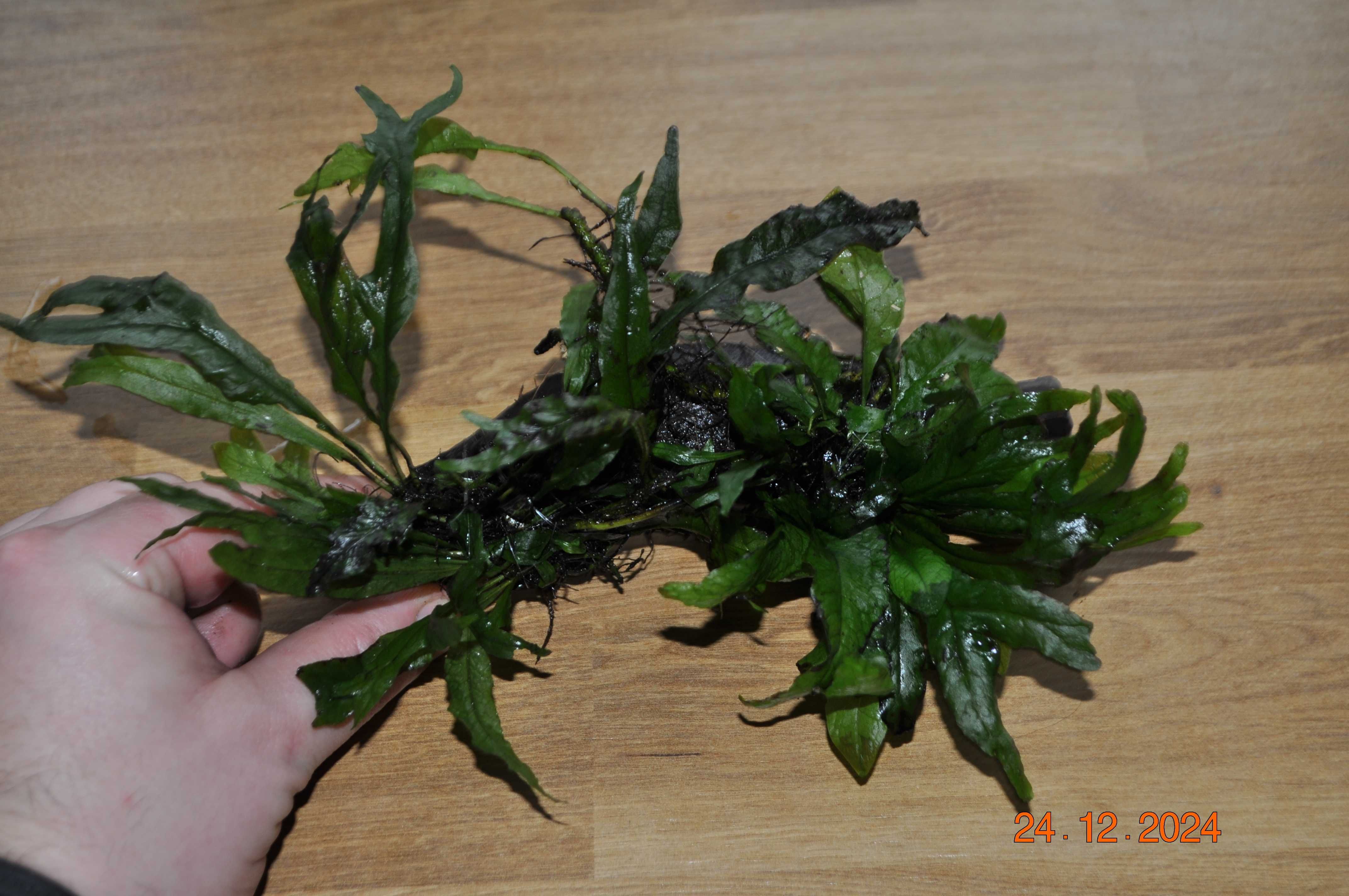 Microsorium Sp. Thor Hammer, Pteropus, Latifolia na korzeniu kamieniu