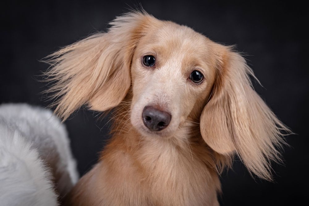 Jamnik długowłosy miniaturowy kremowy - gotowy do zmiany domku