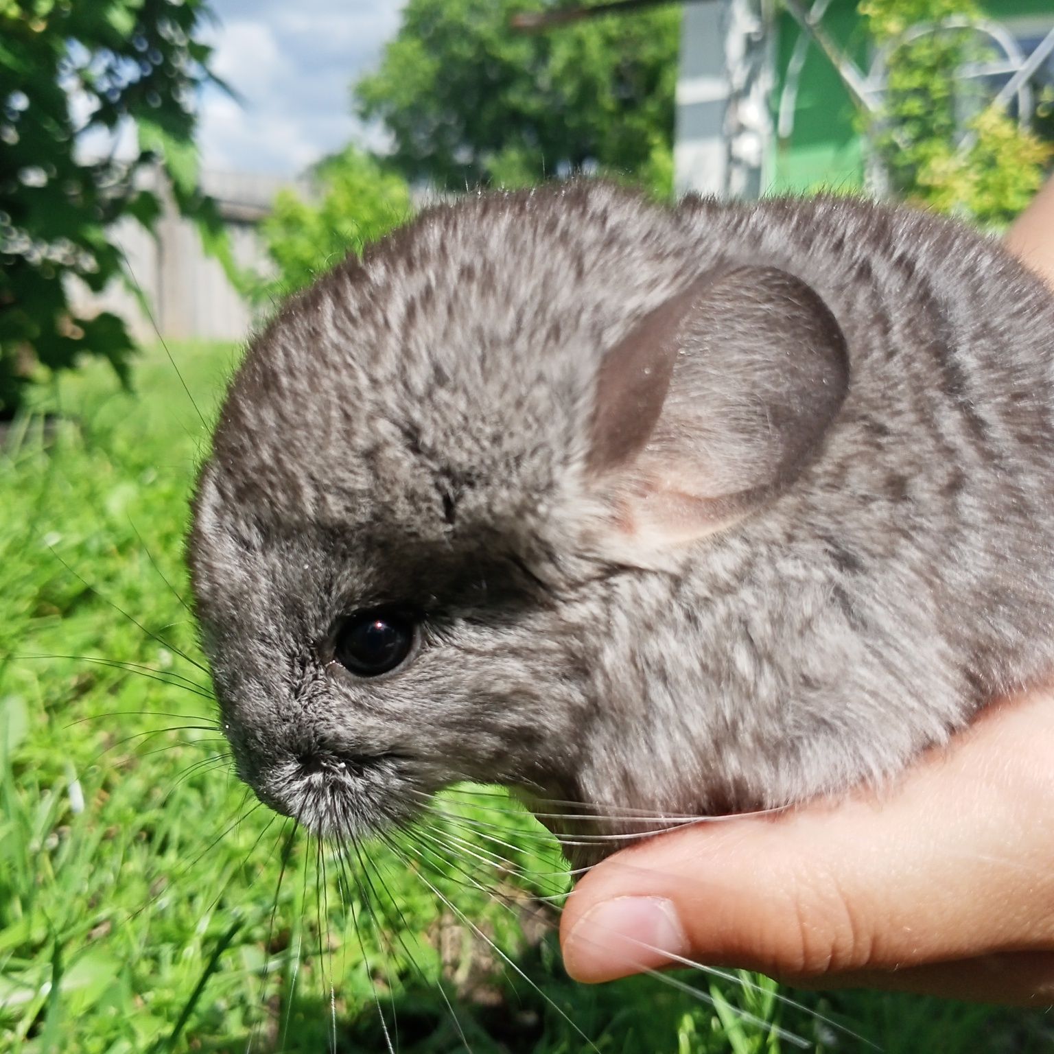 Шиншиллы для разведения