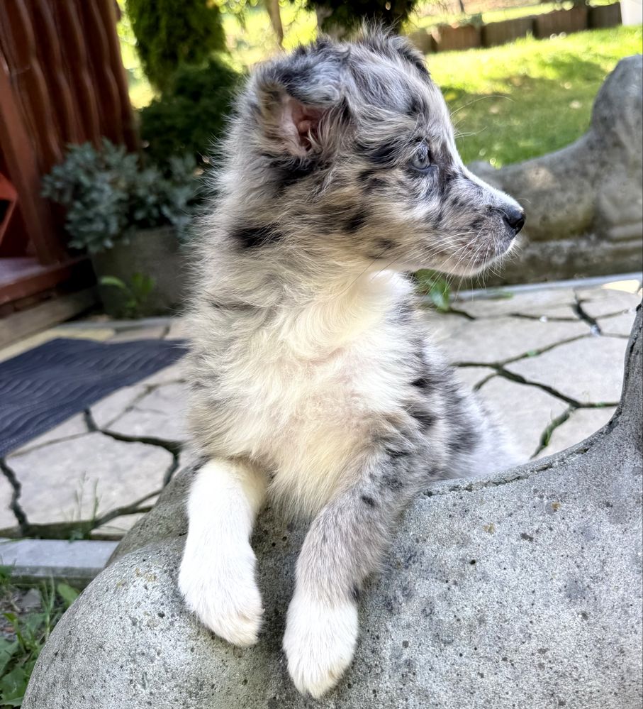 „DIXIE” Suczka Blue merle rasy BORDER COLLIE