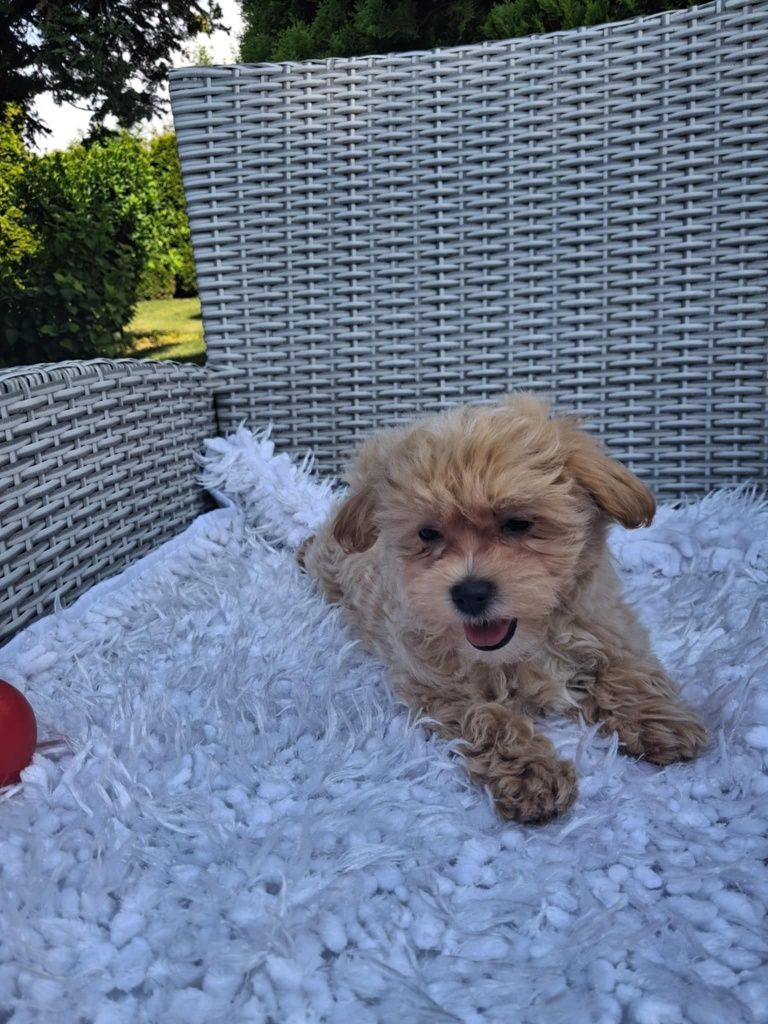 Piękna Sunia Maltipoo XS