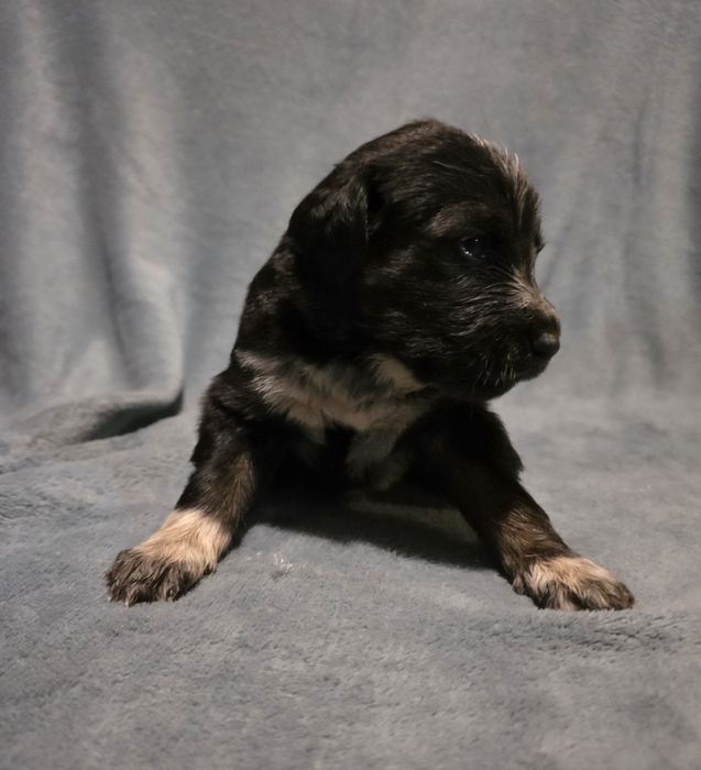 Oddam pieski w dobre ręce