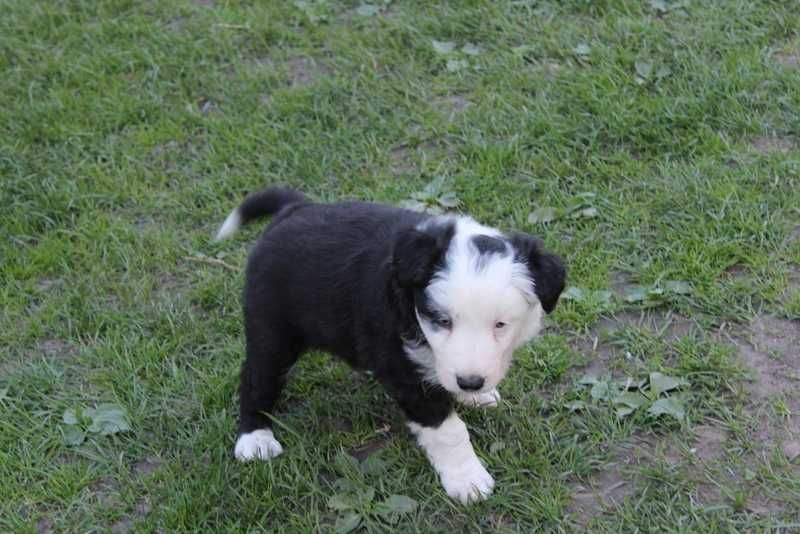 Border Collie - sliczny piesek