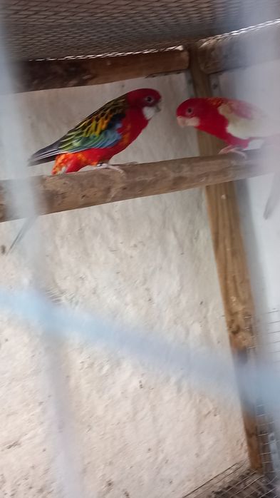 Rosela Macho vermelho