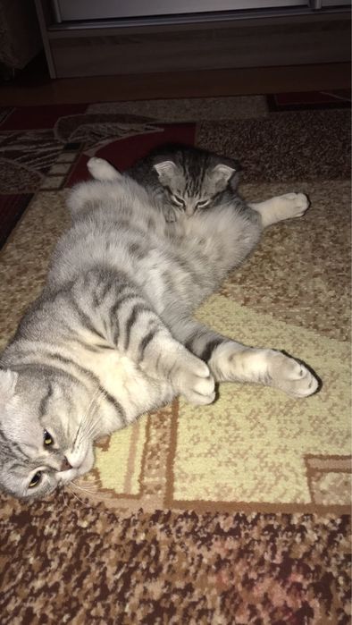 Кошенята Мама Скотішфолд