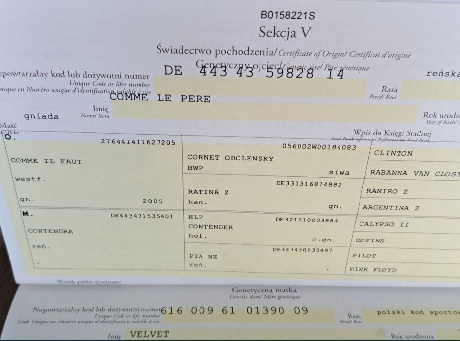 Wałach 3 lata dziadek Comme IL FAUT