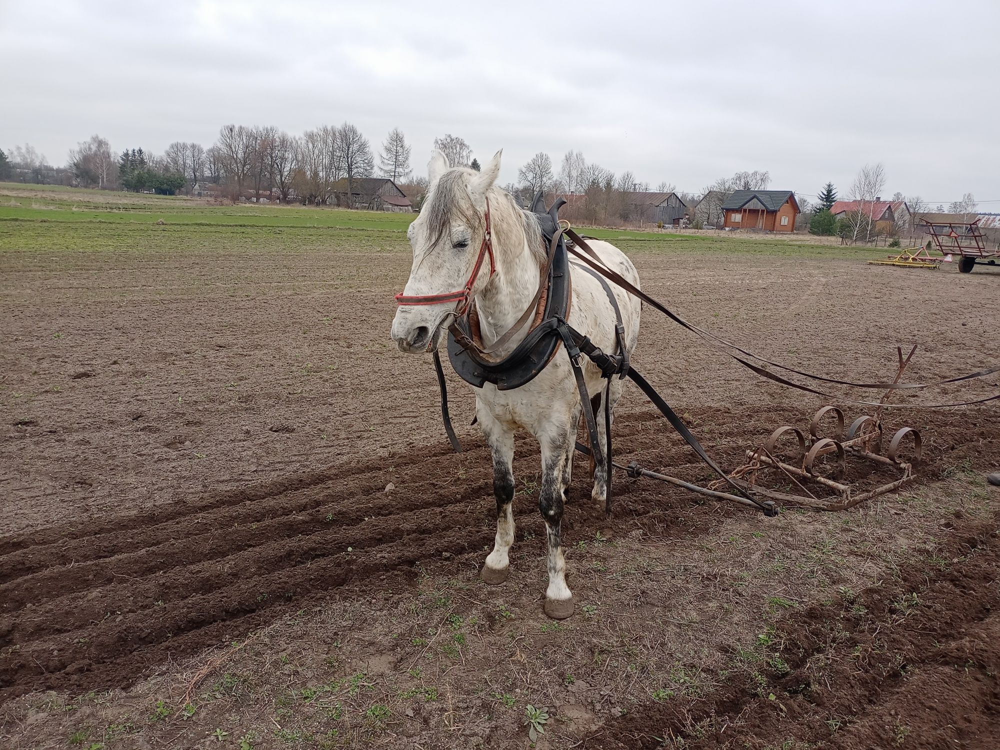 Sprzedam koń wałach