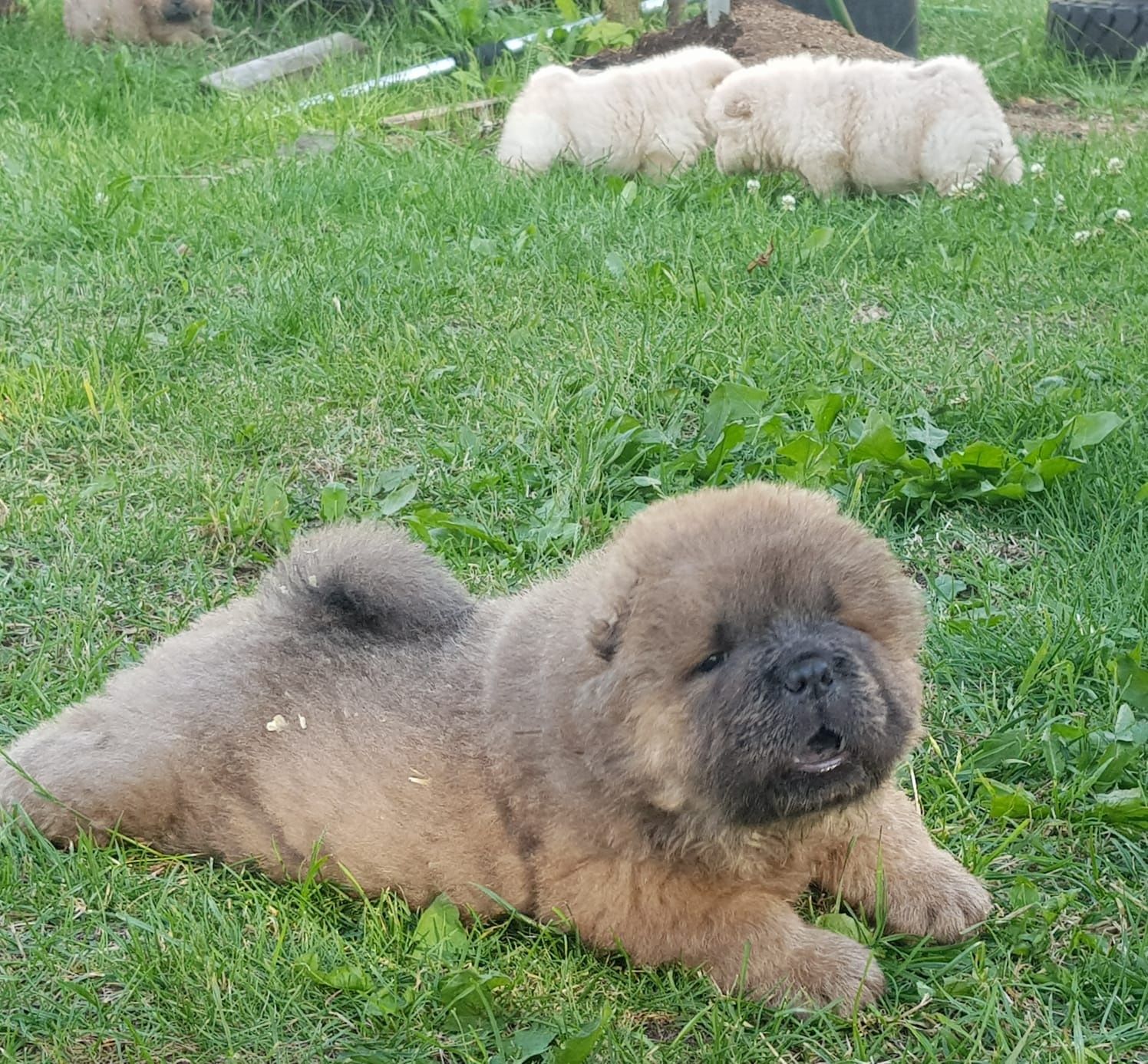 Chow chow ekstra klasa szczeniak blue