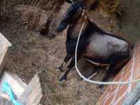 Vende-se chibo 300€