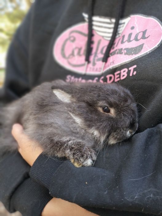 Coelhos anões bebes