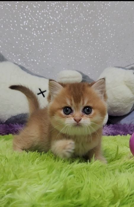 Шотландське кошеня