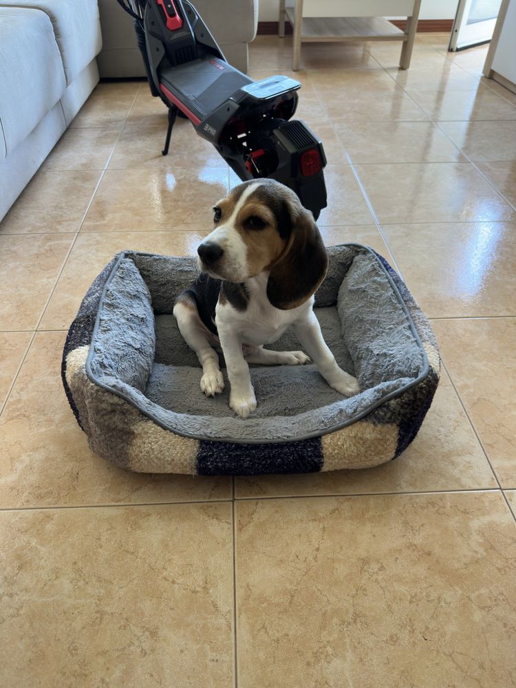 Lindo filhor Beagle