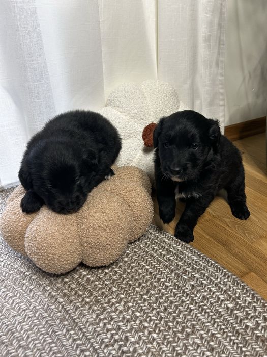 COLTRIEVER - mix Border Collie + Golden Retriever